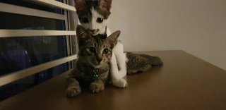 Mario &amp; Luigi - Domestic Short Hair + Domestic Medium Hair Cat