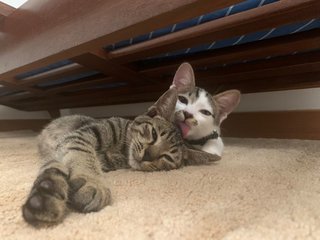 Mario &amp; Luigi - Domestic Short Hair + Domestic Medium Hair Cat