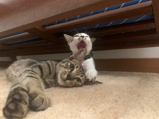 Mario &amp; Luigi - Domestic Short Hair + Domestic Medium Hair Cat