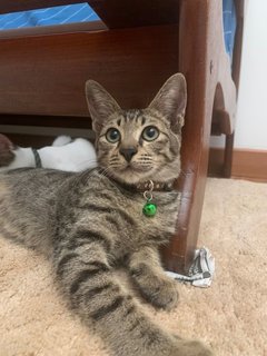 Mario &amp; Luigi - Domestic Short Hair + Domestic Medium Hair Cat