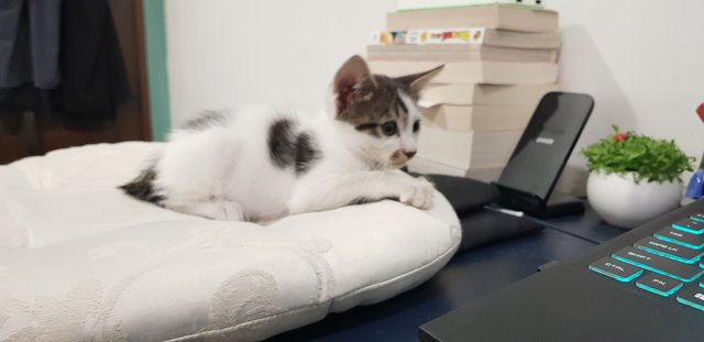 Mario &amp; Luigi - Domestic Short Hair + Domestic Medium Hair Cat