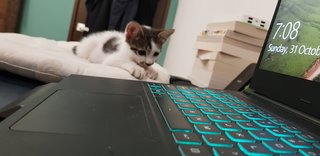 Mario &amp; Luigi - Domestic Short Hair + Domestic Medium Hair Cat