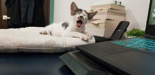 Mario &amp; Luigi - Domestic Short Hair + Domestic Medium Hair Cat