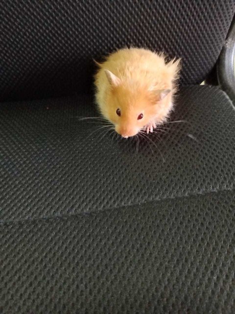 Momo The Gold Syrian - Syrian / Golden Hamster Hamster