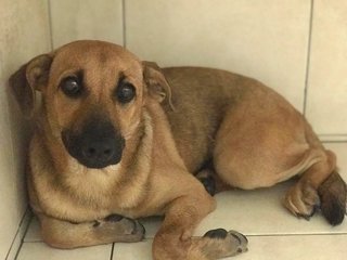 Good Watchdog: Bailey - Hound Mix Dog