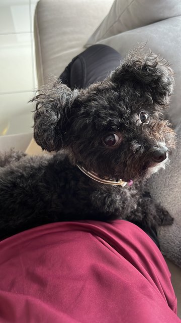 Louise  - Poodle + Chihuahua Dog