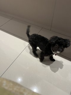 Louise  - Poodle + Chihuahua Dog