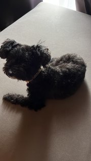 Louise  - Poodle + Chihuahua Dog