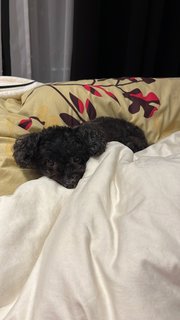 Louise  - Poodle + Chihuahua Dog