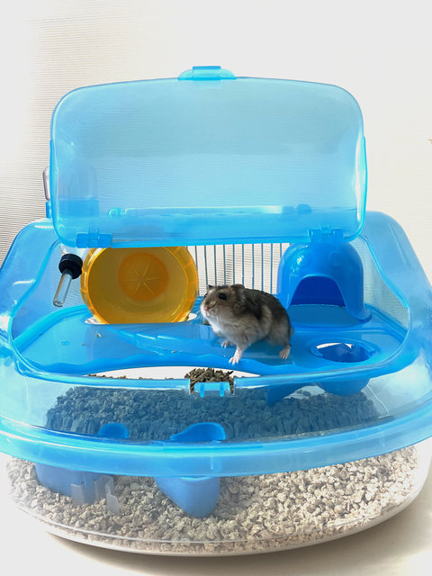 Hamster - Common Hamster Hamster