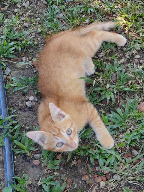 Bang Oyen - Domestic Medium Hair Cat