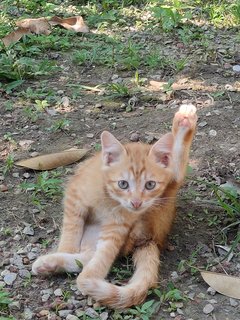 Bang Oyen - Domestic Medium Hair Cat