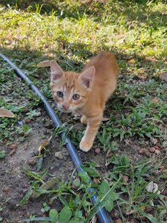 Bang Oyen - Domestic Medium Hair Cat