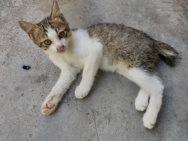 Bang Lang - Domestic Short Hair Cat