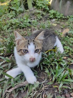 Bang Lang - Domestic Short Hair Cat