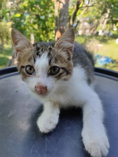 Bang Lang - Domestic Short Hair Cat