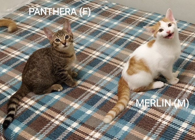 Panthera &amp; Merlin - Domestic Short Hair Cat