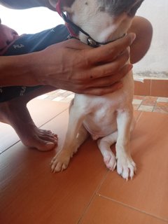 Rudolf - Mixed Breed Dog