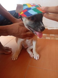 Rudolf - Mixed Breed Dog