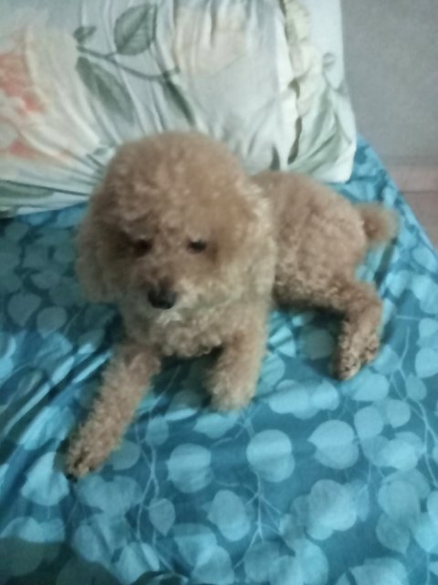 Jack - Poodle Dog