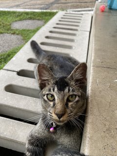 Grey V - Domestic Short Hair Cat