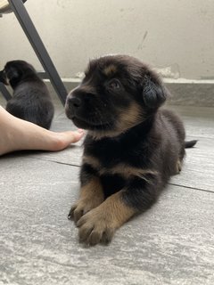 Black Bean Bean - Mixed Breed Dog