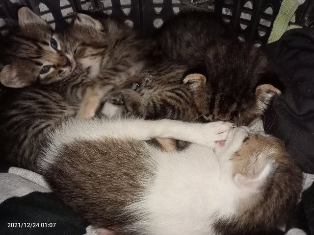 Jebat,tuah,popok,tiger,citang And Busu - Bengal + Domestic Short Hair Cat