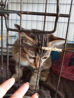 Jebat,tuah,popok,tiger,citang And Busu - Bengal + Domestic Short Hair Cat