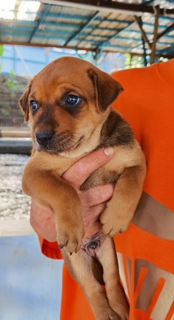 Charlie - Canaan Dog Mix Dog