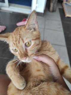 Orange - Domestic Medium Hair Cat