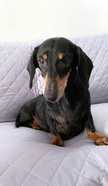 PF112632 - Dachshund Dog