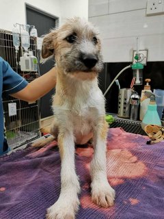 Fufu - Terrier Mix Dog