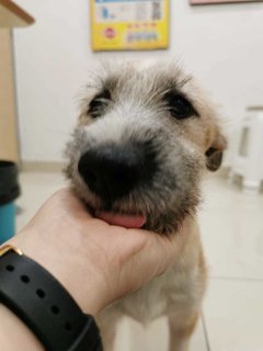 Fufu - Terrier Mix Dog