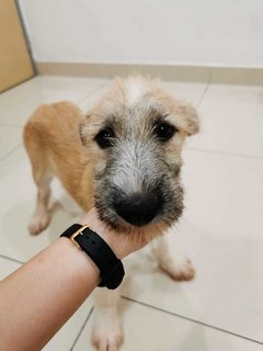 Fufu - Terrier Mix Dog