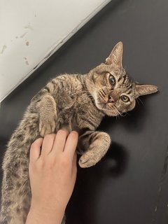 Change My Life Pls - Domestic Short Hair Cat