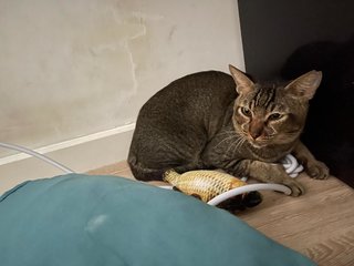 Change My Life Pls - Domestic Short Hair Cat