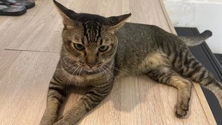 Change My Life Pls - Domestic Short Hair Cat