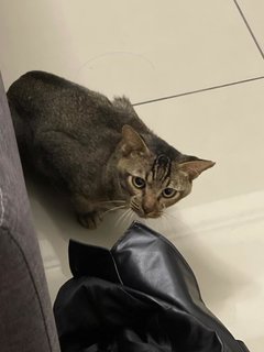 Change My Life Pls - Domestic Short Hair Cat