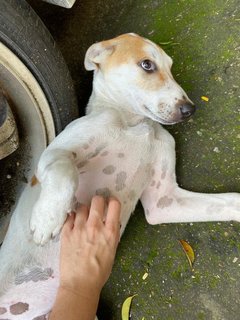 Tommy - Mixed Breed Dog