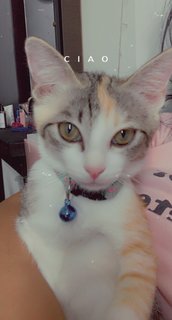 Mel - Domestic Short Hair + Calico Cat