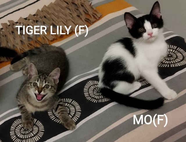 Mo &amp; Tiger Lily - Domestic Short Hair Cat