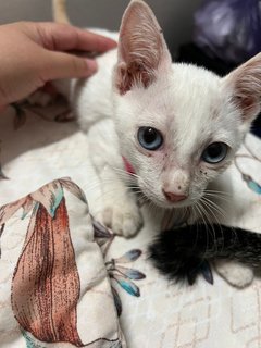 Kitten - Oriental Long Hair Cat