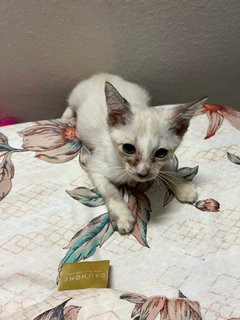 Kitten - Oriental Long Hair Cat