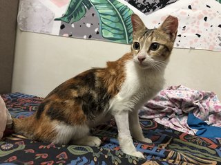 Daisy - Domestic Short Hair Cat