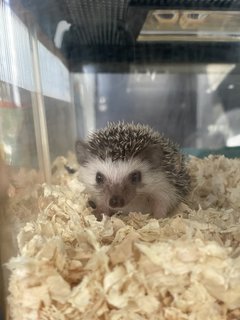 Sonic - Hedgehog Small & Furry