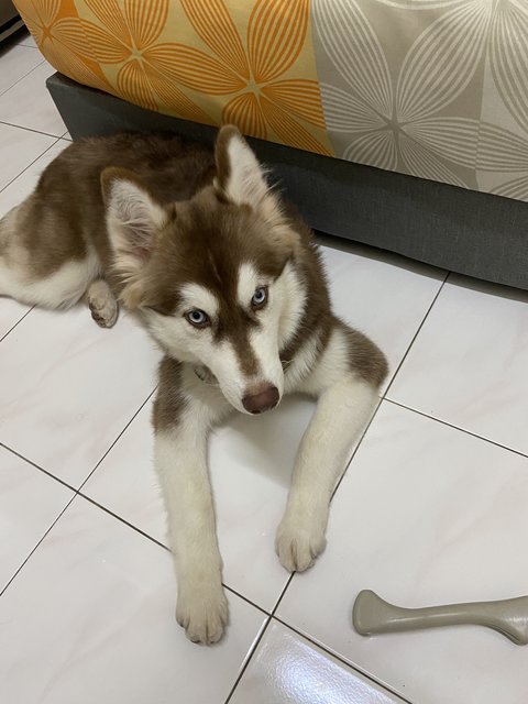 Milky - Alaskan Malamute Dog