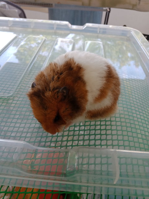 Milo - Syrian / Golden Hamster Hamster