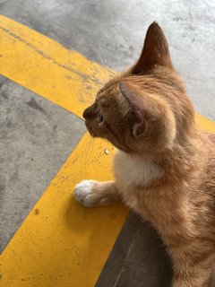 Mimi Jiang  - Domestic Short Hair Cat