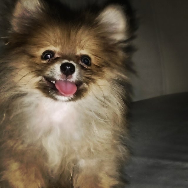 Little Jedi (Lj) - Pomeranian Dog