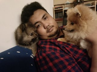 Little Jedi (Lj) - Pomeranian Dog